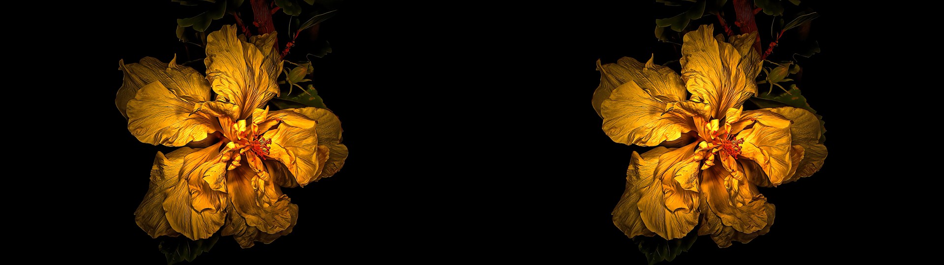 Hibiscus in Decay